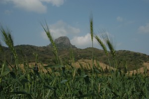台灣最南端墾丁種植的小麥。Photo by 主婦聯盟合作社