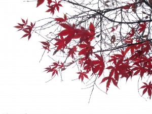2011太平山上楓紅姹紫。Photo by chiang