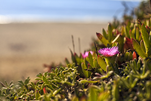 Wild Flowers in Half Moon Bay. photo by Yinghai