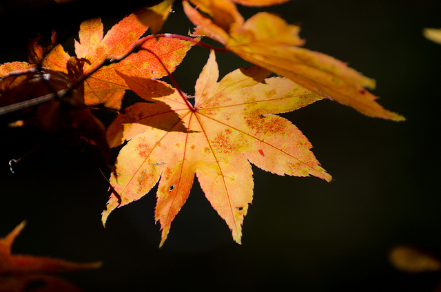 maple leaf. flickr@kanegen CC BY 2.0