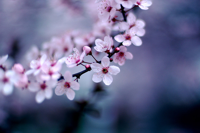 Cherry Blossoms.flickr@Jeff Kubina CC BY-SA 2.0