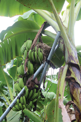 結實累累的香蕉樹，由鋼架所支撐，果實頂端有鳥兒築巢。Photo by 黃淥